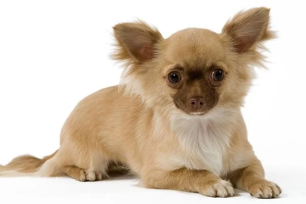 Dog - Long-Haired Chihuahua