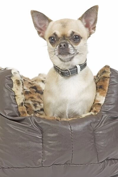 Dog - long-haired chihuahua in dog bed in studio