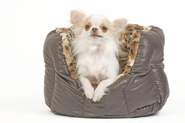 Dog - long-haired chihuahua in dog bed in studio