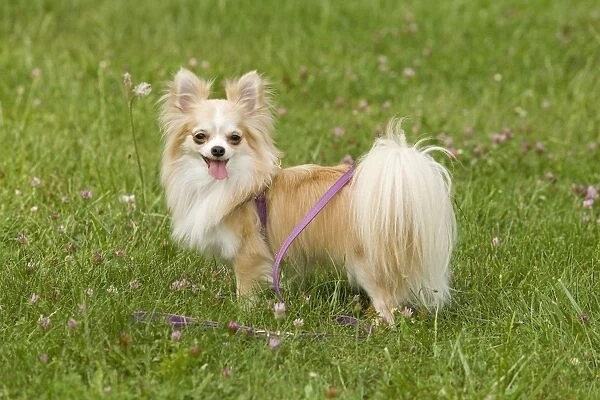 Dog - long-haired chihuahua on lead outside