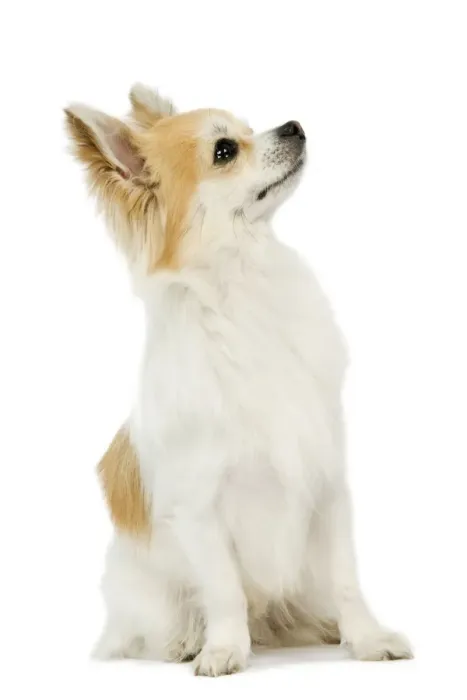 Framed Print : Dog - Long-haired Chihuahua - Looking up Framed Print : Dog - Long-haired Chihuahua - Looking up