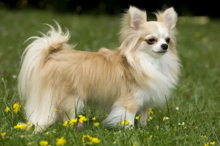 Framed Print : Dog - long-haired chihuahua outside Framed Print : Dog - long-haired chihuahua outside