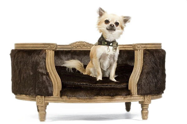 Dog - Long-haired Chihuahua sitting on dog chair - in studio