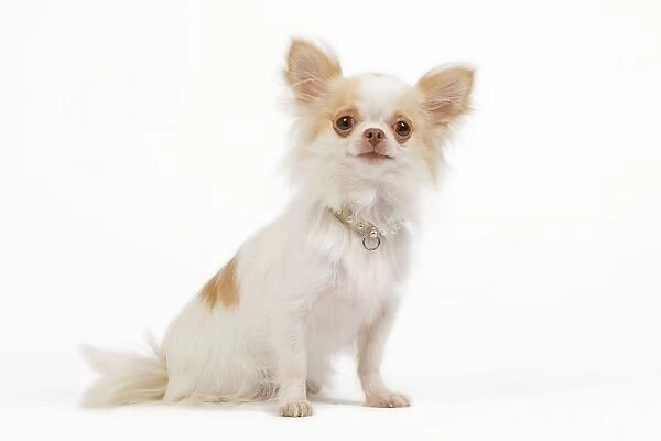 Dog - long-haired chihuahua in studio