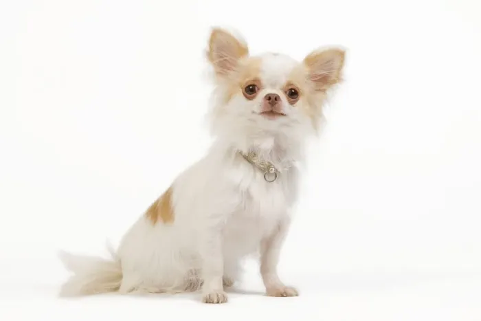 Framed Print : Dog - long-haired chihuahua in studio