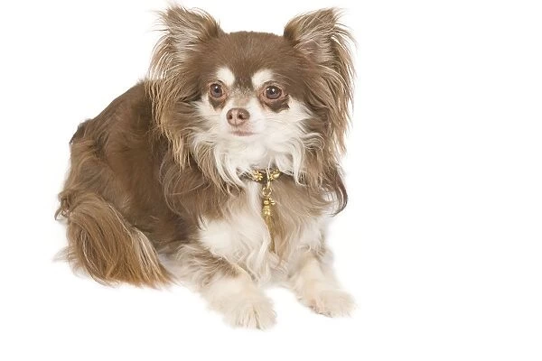 Dog - long-haired chihuahua in studio