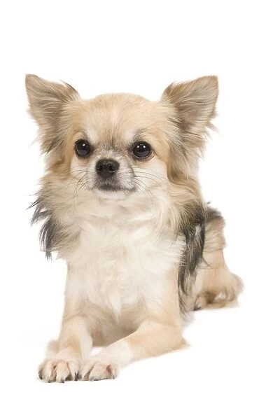 Dog - Long-haired Chihuahua in studio
