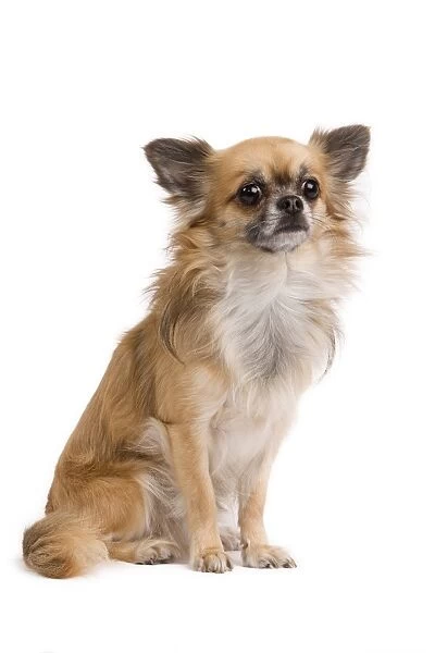 Dog - long-haired Chihuahua in studio