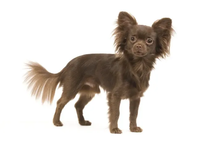 Framed Print : Dog - Long-haired Chihuahua in studio