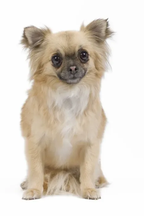 Framed Print : Dog - Long-haired Chihuahua in studio Framed Print : Dog - Long-haired Chihuahua in studio