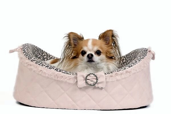 Dog - long-haired chihuahua in studio in dog bed