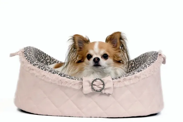 Framed Print : Dog - long-haired chihuahua in studio in dog bed Framed Print : Dog - long-haired chihuahua in studio in dog bed
