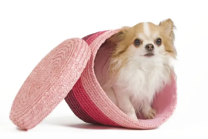 Framed Print : Dog - long-haired chihuahua in studio in pink basket Framed Print : Dog - long-haired chihuahua in studio in pink basket
