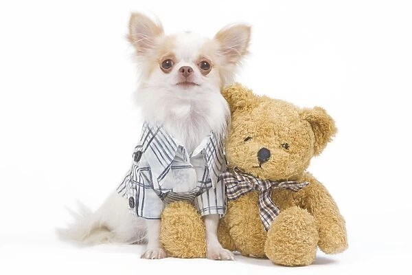 Dog - long-haired chihuahua in studio wearing checked shirt with teddy bear