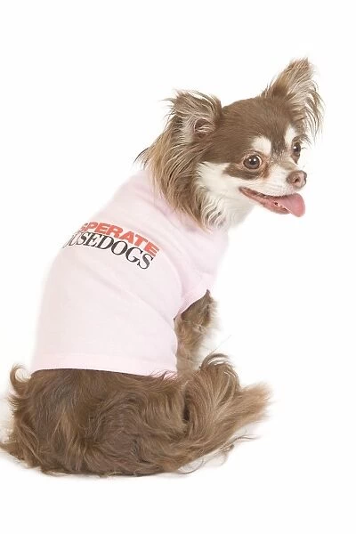 Dog - long-haired chihuahua in studio wearing t-shirt