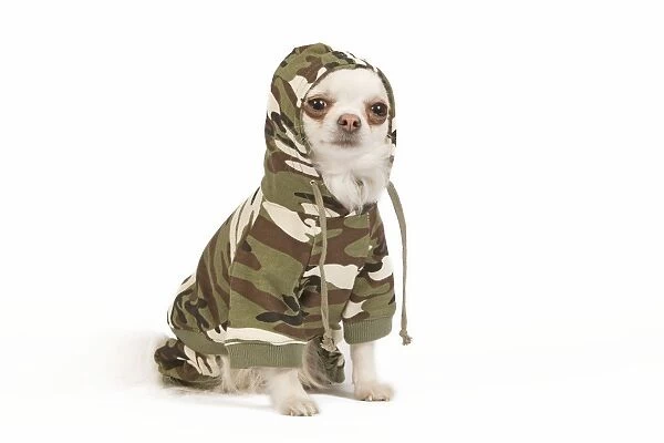 Dog - long-haired chihuahua in studio wearing camouflage jacket  /  jumper  /  hoodie with hood up
