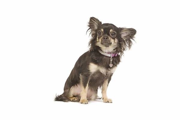 Dog - long-haired chihuahua in studio wearing diamante collar