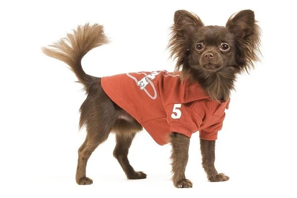 Dog - Long-haired Chihuahua in studio wearing a dog t-shirt