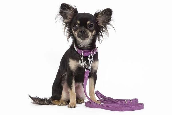 Dog - Long-haired Chihuahua in studio wearing purple collar with lead