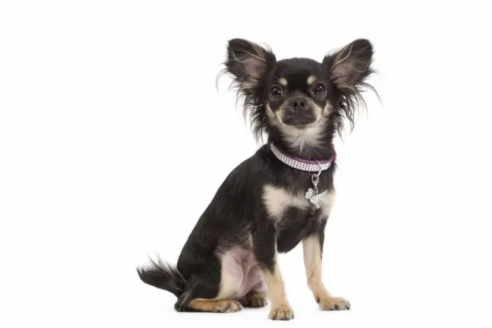 Framed Print : Dog - Long-haired Chihuahua in studio wearing purple collar Framed Print : Dog - Long-haired Chihuahua in studio wearing purple collar