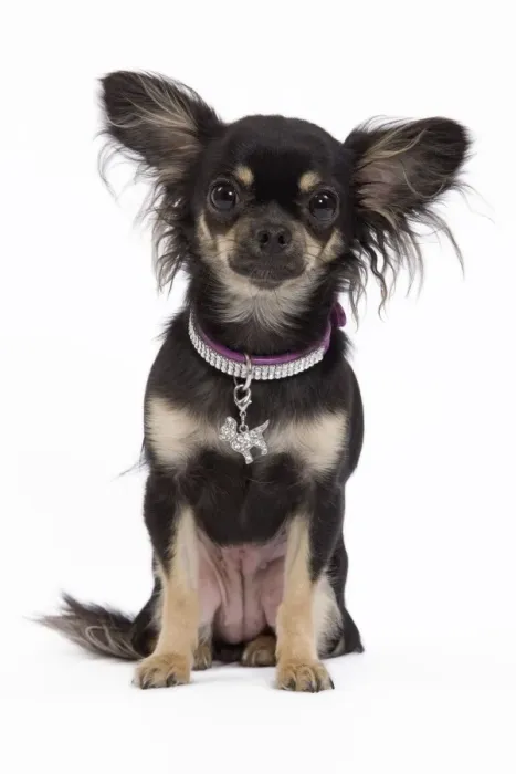 Framed Print : Dog - Long-haired Chihuahua in studio wearing purple collar Framed Print : Dog - Long-haired Chihuahua in studio wearing purple collar