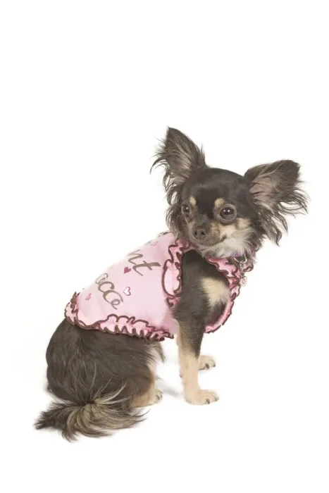 Framed Print : Dog - long-haired chihuahua in studio wearing t-shirt Framed Print : Dog - long-haired chihuahua in studio wearing t-shirt