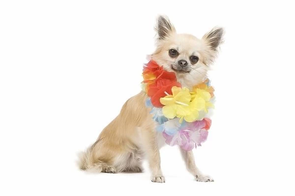 Dog - long-haired chihuahua wearing flower necklace  /  lei in studio