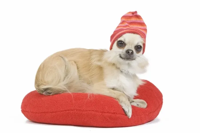 Framed Print : Dog - long-haired chihuahua wearing knitted hat on red cushion in studio Framed Print : Dog - long-haired chihuahua wearing knitted hat on red cushion in studio