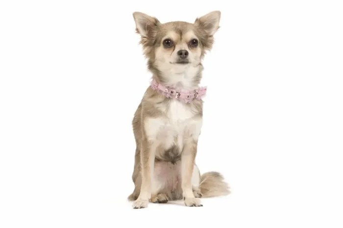 Framed Print : Dog - long-haired chihuahua wearing pink collar Framed Print : Dog - long-haired chihuahua wearing pink collar