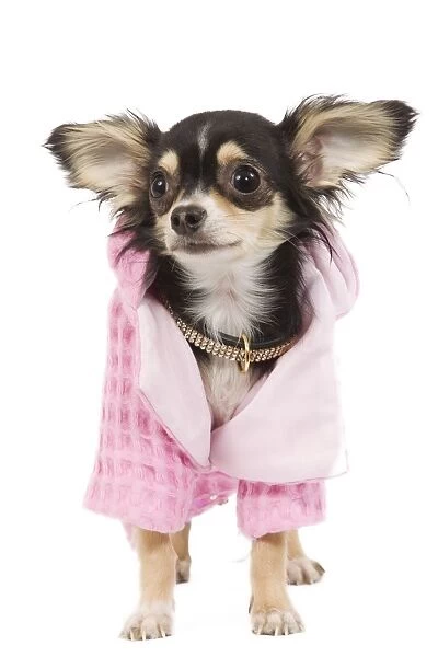 Dog - Long-haired Chihuahua wearing pink jacket