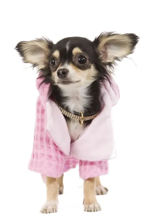 Framed Print : Dog - Long-haired Chihuahua wearing pink jacket Framed Print : Dog - Long-haired Chihuahua wearing pink jacket