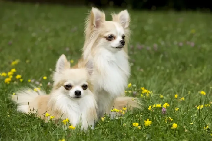 Framed Print : Dog - two long-haired chihuahuas outside Framed Print : Dog - two long-haired chihuahuas outside