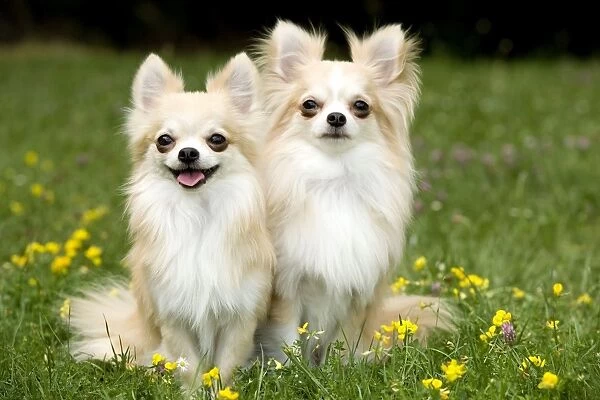 Dog - two long-haired chihuahuas outside