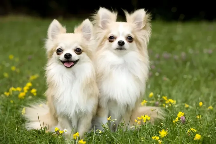 Framed Print : Dog - two long-haired chihuahuas outside Framed Print : Dog - two long-haired chihuahuas outside