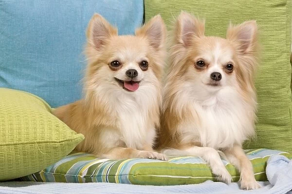 Dog - two Long-haired Chihuahuas sitting on cushions