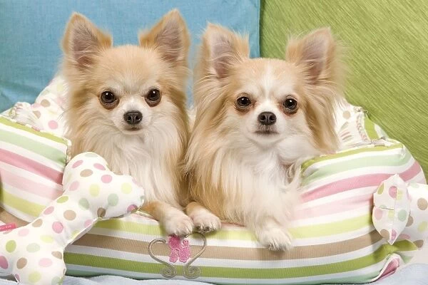 Dog - two Long-haired Chihuahuas sitting on cushions