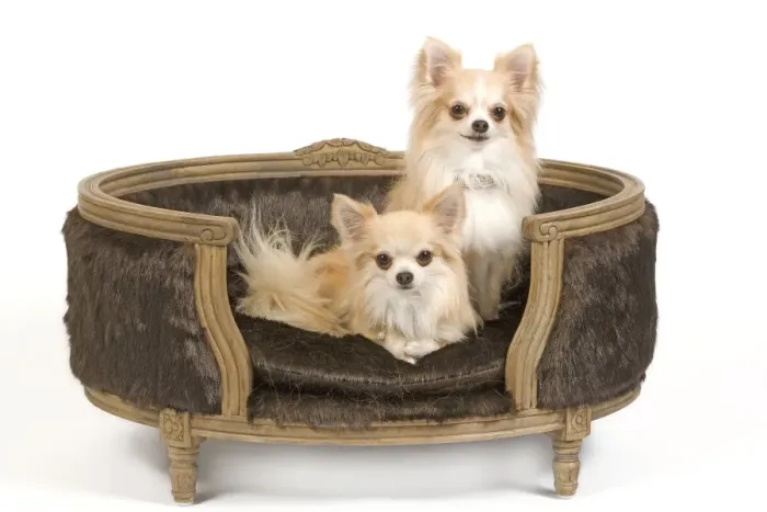Framed Print : Dog - two Long-haired Chihuahuas sitting on dog chair / bed - in studio Framed Print : Dog - two Long-haired Chihuahuas sitting on dog chair / bed - in studio