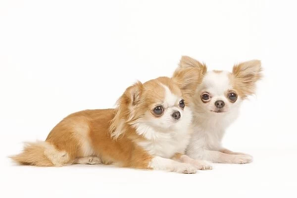 Dog - two long-haired chihuahuas in studio
