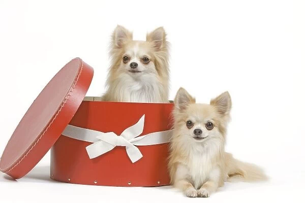 Dog - two Long-haired Chihuahuas in studio, one sitting in hat box