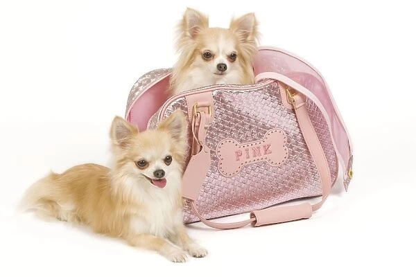 Dog - two Long-haired Chihuahuas in studio, one in pink dog carrying bag