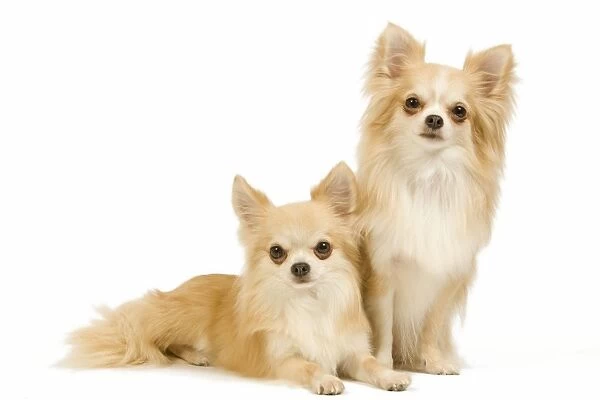 Dog - two Long-haired Chihuahuas in studio