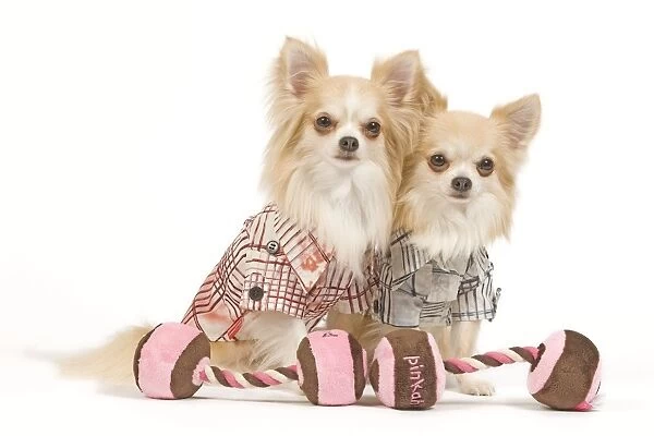 Dog - two Long-haired Chihuahuas in studio wearing dog shirts with doggy dumbell toys