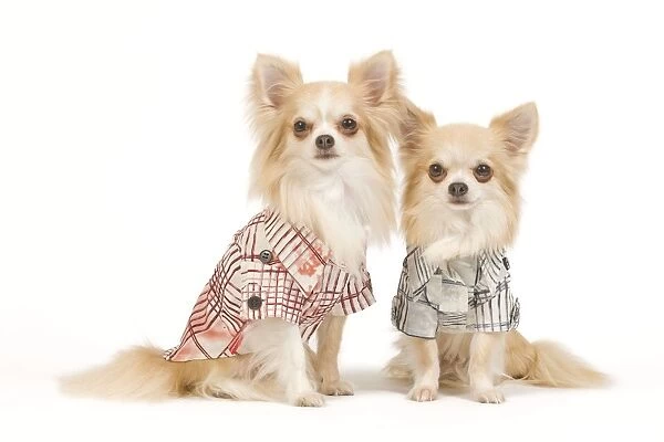 Dog - two Long-haired Chihuahuas in studio wearing dog shirts