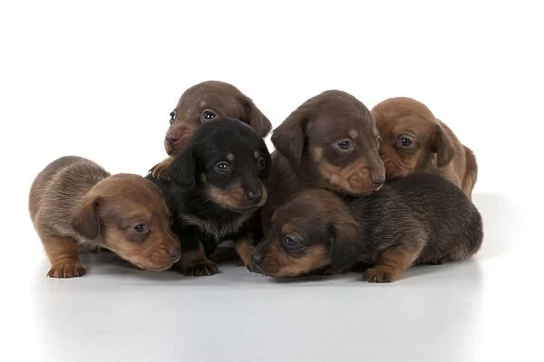 DOG Long haired dachshund puppies sitting in a row (4 weeks) #10464312