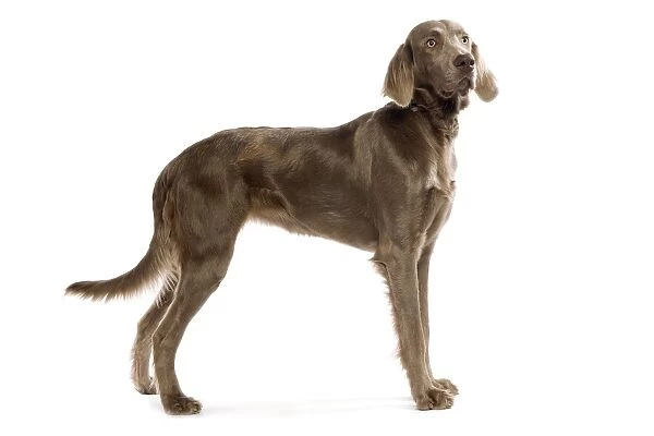 Dog - Longhaired Weineramer