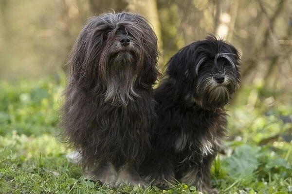 Dog - Lowchen  /  Little Lion Dog - adult and six month old puppy
