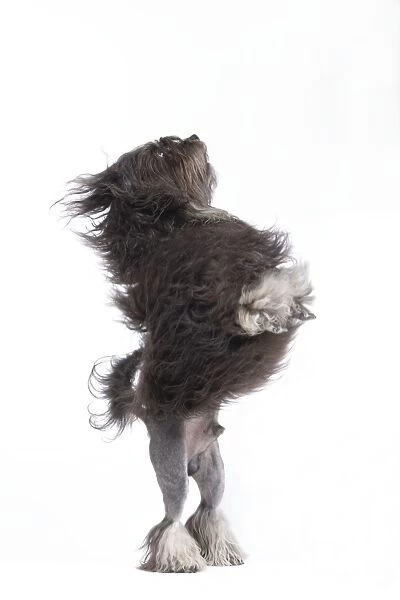 Dog - Lowchen  /  Little Lion Dog in studio on hind legs