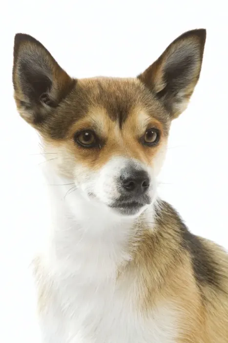 Framed Print : Dog - Lundehund in studio Framed Print : Dog - Lundehund in studio