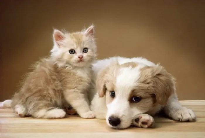 Framed Print : Dog - lying together with kitten Framed Print : Dog - lying together with kitten