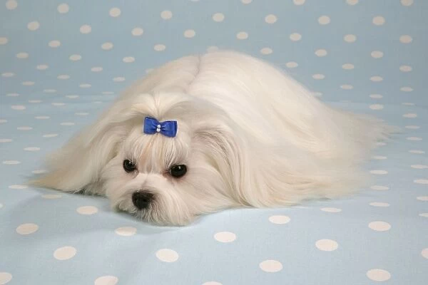 Dog - Maltese  /  Bichon Maltiase, sitting on blue and white spotted material, wearing hair ribbon Formerly called Maltese Terrier